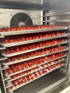 Fruit in blast freezers.