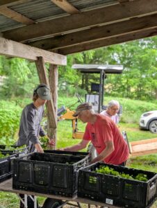 Family members helping with harvesting the produce.