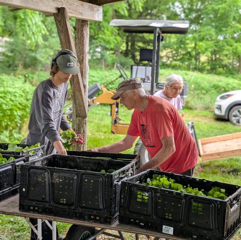 Family members helping with harvesting the produce.
